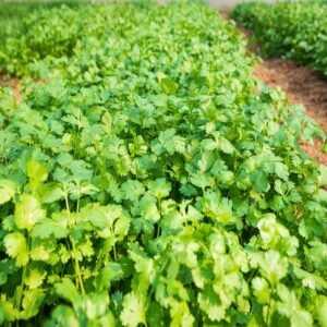 Coriandrum sativum herb plant