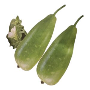Bottle Gourd - Lovely Seeds For Planting