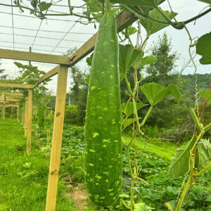 Bottle Gourd (Lagenaria siceraria) premium Long Green Lauki seeds from Mahin Agro