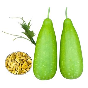 Bottle Gourd Lovely Bangladeshi Lau fruit and seeds – Organic heirloom Non-GMO calabash