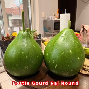 Bottle Gourd Raj Round F1 Seeds producing uniform round bottle gourds with smooth green skin growing on vigorous climbing vines in a healthy garden.