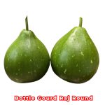 Bottle Gourd Raj Round F1 Seeds producing uniform round bottle gourds with smooth green skin growing on vigorous climbing vines in a healthy garden.