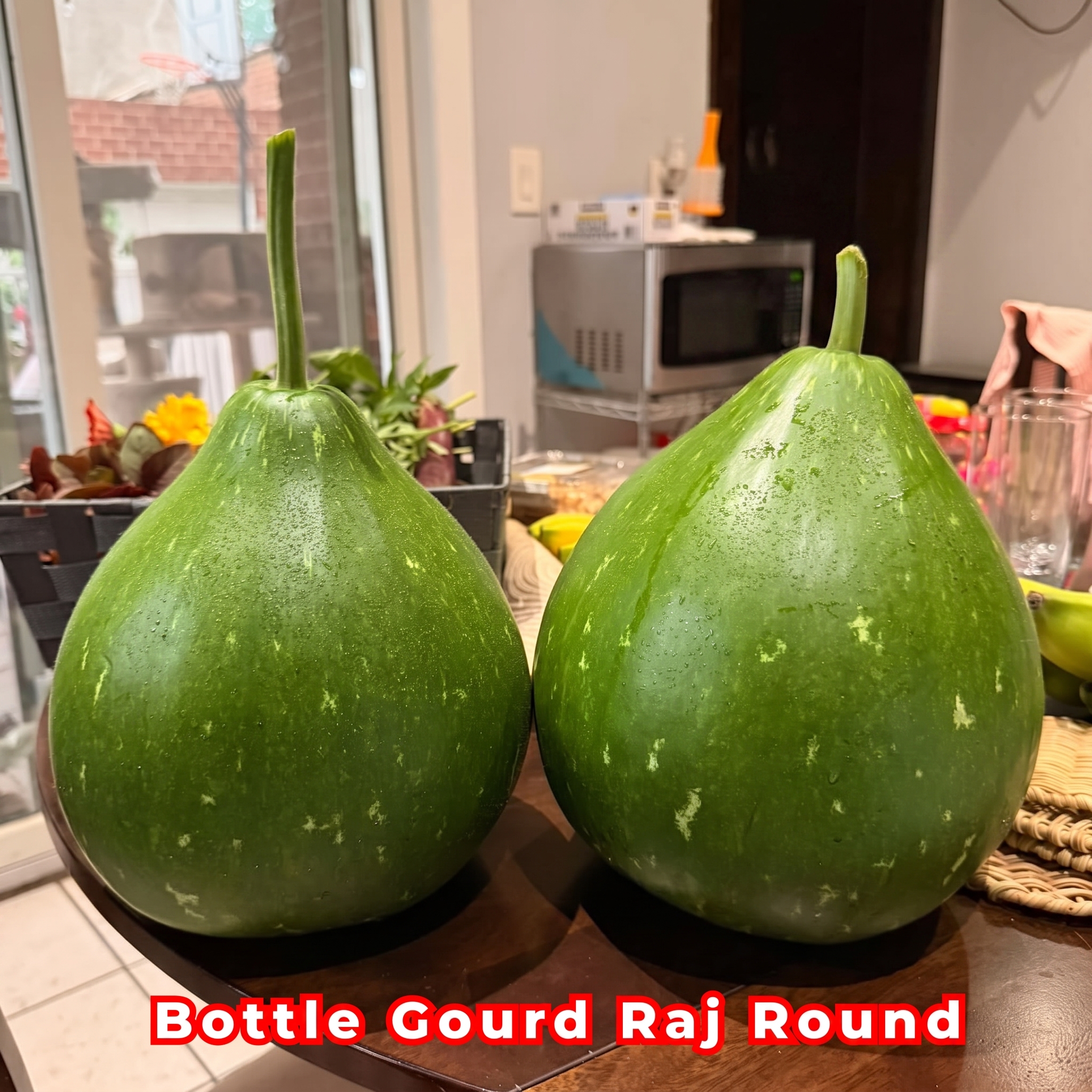 Fresh Bottle Gourd Raj Round F1 fruits harvested from productive vines, featuring large round green gourds with smooth skin ideal for home gardens and market growers.