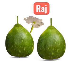 Raj Round bottle gourd hybrid variety with green spotted fruits, High-yield round bottle gourd for home garden and farm growing