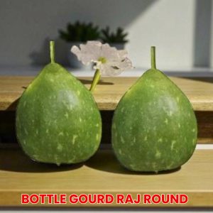 Bottle Gourd Raj Round F1 Seeds producing green round calabash gourds, Lagenaria siceraria Raj Round calabash vegetable seeds