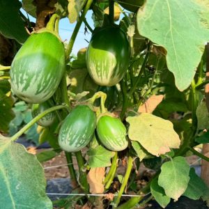 Brinjal Green Ball Seeds growing on healthy eggplant plants with glossy green oval fruits in the garden