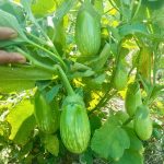 Brinjal Green Ball Seeds producing green eggplants with white stripes growing on healthy plants in a productive vegetable garden