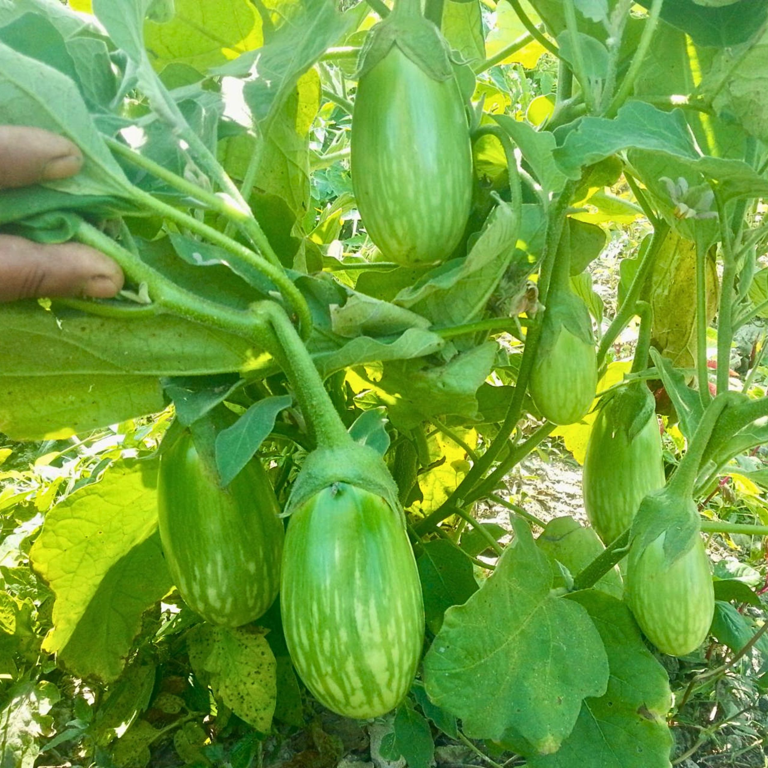 Brinjal Green Ball Seeds producing green eggplants with white stripes growing on healthy plants in a productive vegetable garden