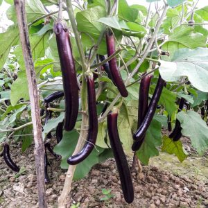 Brinjal Profit Raj Seeds with freshly harvested long, glossy purple eggplants showcasing vigorous growth, uniform fruit size, and premium quality for home gardens and commercial cultivation.