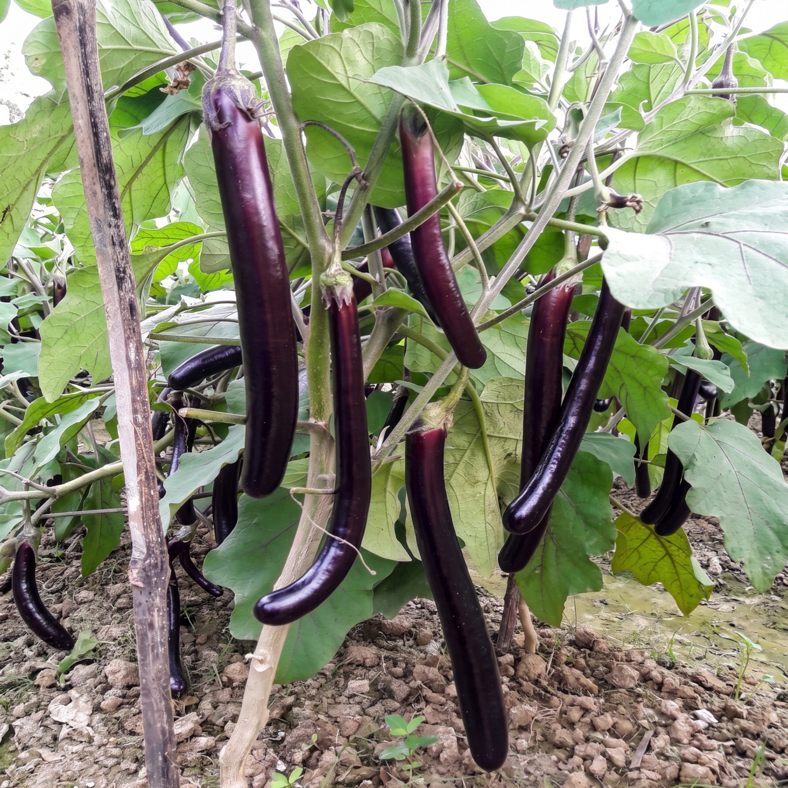 Brinjal Profit Raj Seeds with freshly harvested long, glossy purple eggplants showcasing vigorous growth, uniform fruit size, and premium quality for home gardens and commercial cultivation.