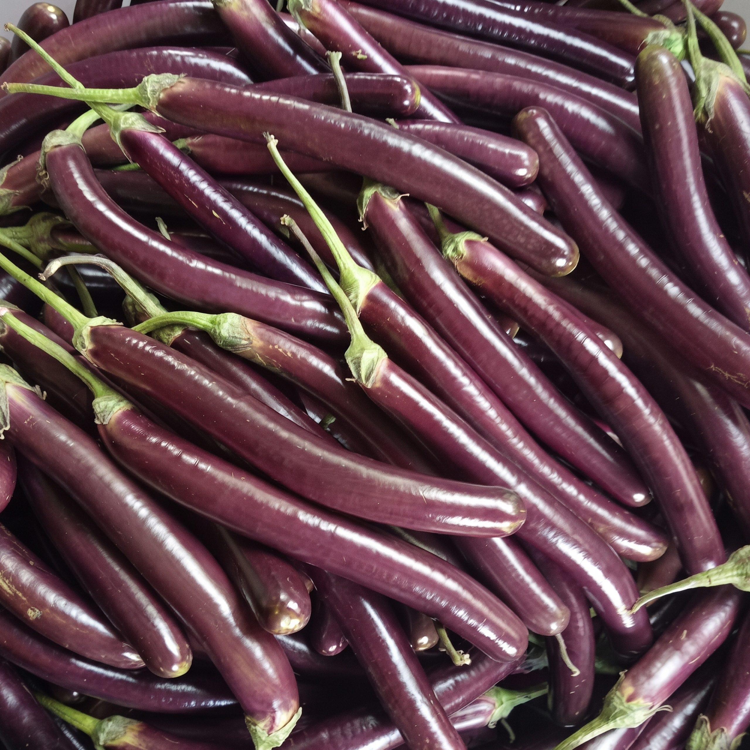 Brinjal Profit Raj Seeds producing long shiny purple eggplants growing on healthy, high-yield plants in a vegetable garden.