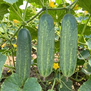 Healthy Cucumber Banolota plants producing uniform green cucumbers growing on vigorous vines in a home vegetable garden.