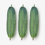 Fresh Cucumber Banolota cucumbers with smooth green skin, ideal for slicing, salads, and home gardening.