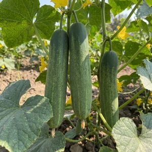Cucumber Mitali Long Green Seeds producing long green cucumbers growing on healthy vines in a productive garden.