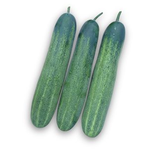 Long green slicing cucumbers from Cucumber Mitali Long Green Seeds ideal for home gardens and market growers.