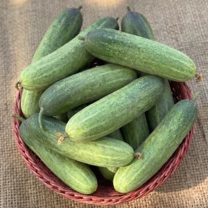 Freshly harvested Cucumber Profit-2 cucumbers with light green skin displayed in a basket from productive garden vines.