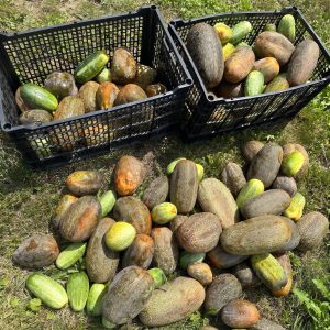 Harvest of Cucumber (Khira) Naogan-5 fruits showing deep green cucumbers collected from productive garden vines.