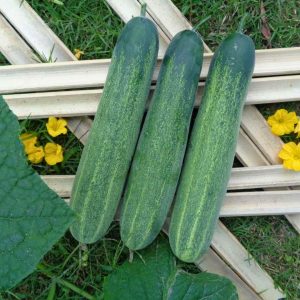 Cucumber - Mitali Long Green Seeds
