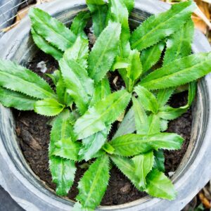 Culantro plant leaves growing – Bilati Dhonia Ngo Gai Recao herb – Eryngium foetidum seeds for planting