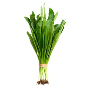 Fresh Ngo Gai Sawtooth Coriander leaves with serrated edges in a garden