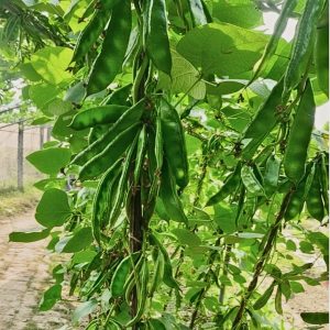 Kerala MS-7 lablab bean plant with white flowers and flat green pods growing in raised bed garden