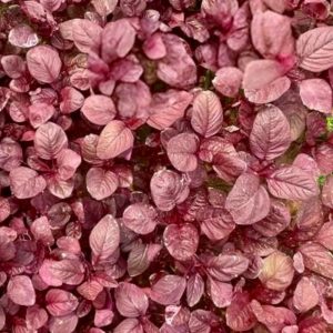 Red Amaranth Rakta Karabi Seeds Amaranthus tricolor Lal Shak