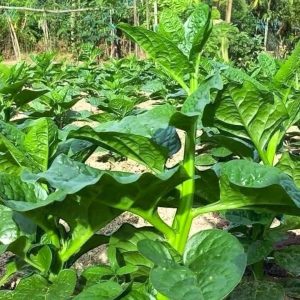 Malabar Spinach