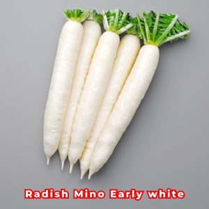 Freshly harvested Radish Mino Early White (Raphanus sativus) with crisp white roots and healthy green tops ready for the USA market.