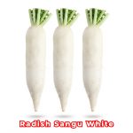 Radish Sangu White Seeds producing long milky white Daikon radishes (Raphanus sativus) growing in fertile garden soil