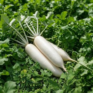 Fresh Radish Sangu White (Raphanus sativus) growing in the garden with long milky white roots ready for harvest