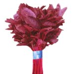 red amaranth rakta karabi lal shak leaves