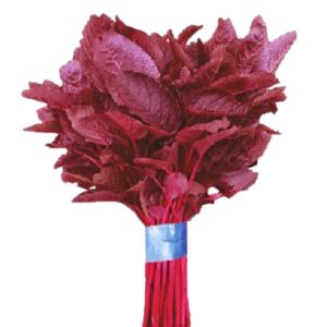 red amaranth rakta karabi lal shak leaves