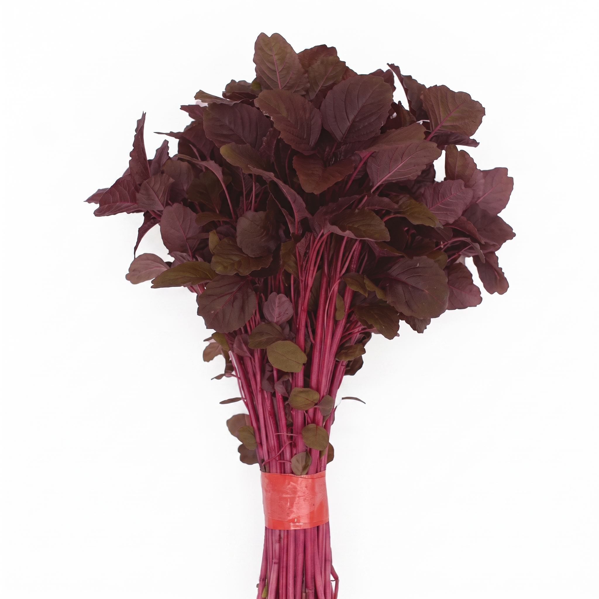 Bundle of freshly harvested Red Amaranth Lal Tuktuki (Lal Shak) leaves