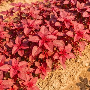 Red Amaranth (Lal Shak) Altapeti plants growing in a garden bed