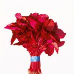 Healthy Red Amaranth Altapeti crop with vibrant red foliage