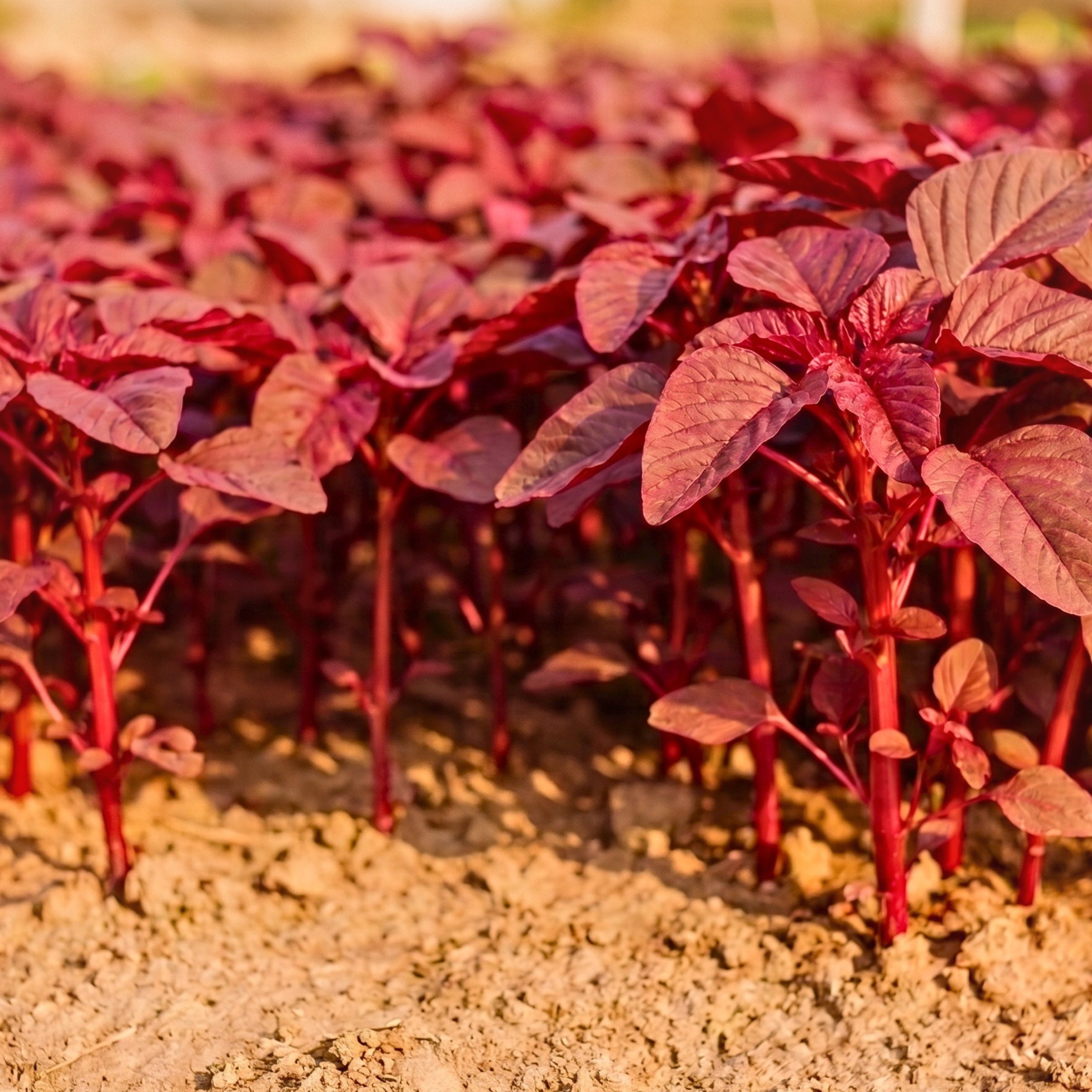 Fresh Red Amaranth Altapeti leafy vegetables ready for harvest
