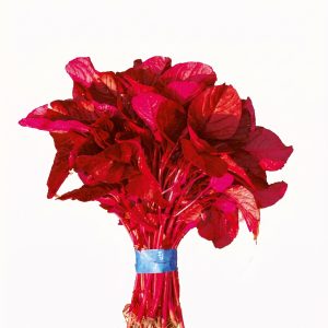Healthy Red Amaranth Altapeti crop with vibrant red foliage