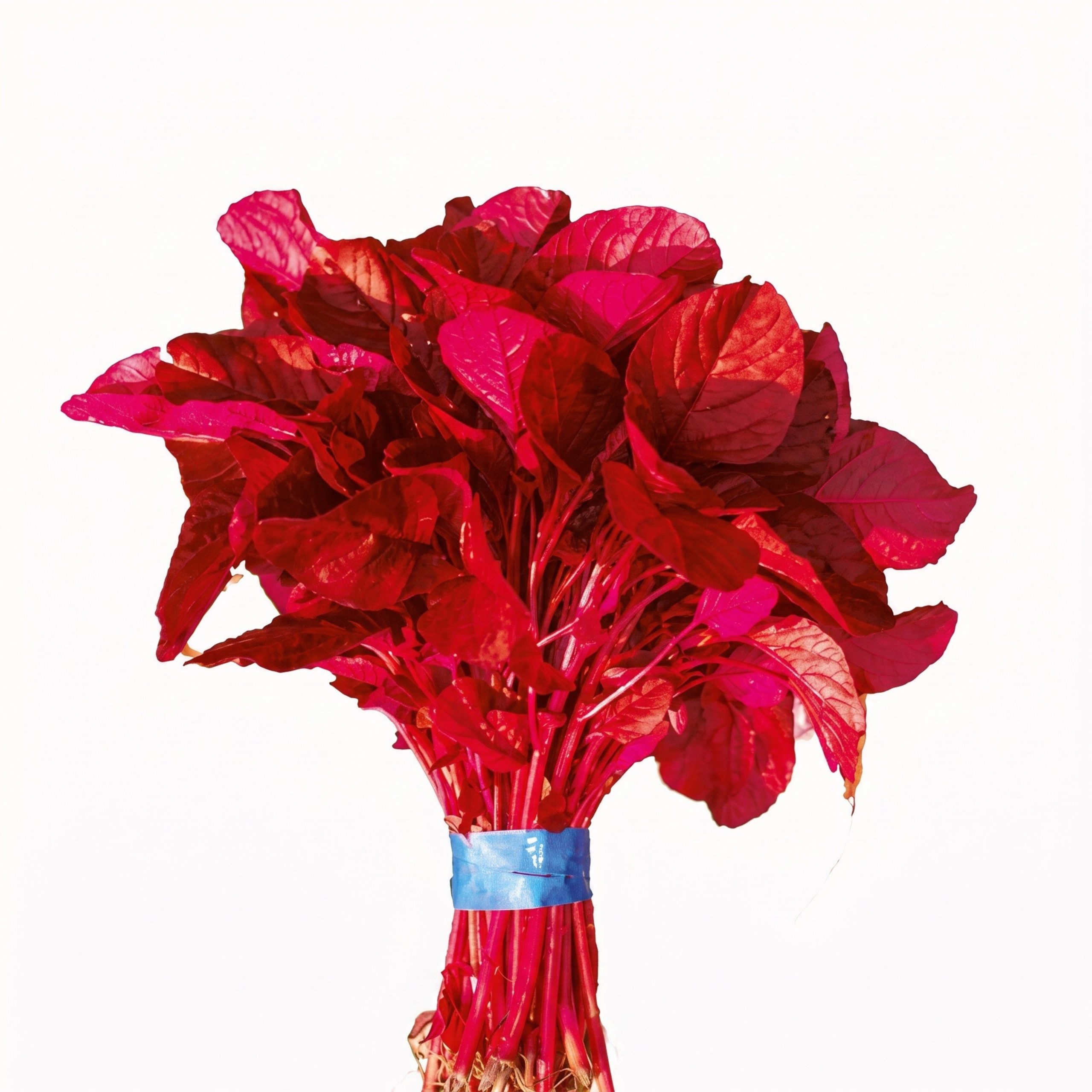 Healthy Red Amaranth Altapeti crop with vibrant red foliage