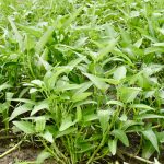 water spinach