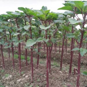 Stem Amaranth Seeds || Data Shak (Red Army Variety) Seeds For Planting