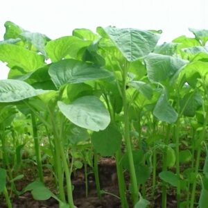 Stem Amaranth Seeds - Data Shak Seeds For Planting (green Super)