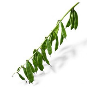 Bari Sheem 1 Country Bean Seeds