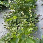 MS-7 Ornamental Country Bean Seeds
