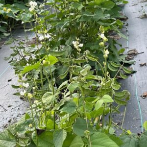MS-7 Ornamental Country Bean Seeds
