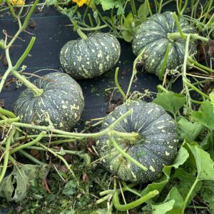 Bangla Sweet Pumpkin Seeds