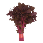 red amaranth lal tuktuki plant