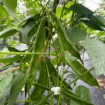 Kerala Hyacinth Bean Seeds