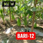 Bari-12 Kg Eggplant Seeds