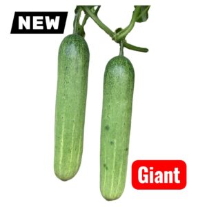 Cucumber || Giant Cucumber Seeds