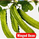 Winged Bean 20 Seeds
